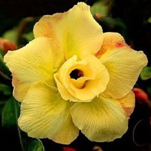 Rosa do Deserto - Adenium Obesum -Yellow - 5 Sementes