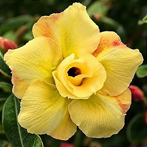 Rosa do Deserto - Adenium Obesum -Yellow - 5 Sementes