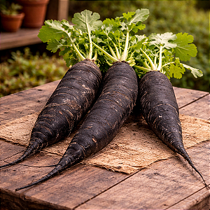 Rabanete Black - 50 Sementes