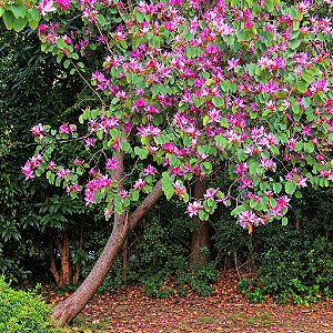Pata de Vaca Rosa - Bauhinia Forficata: 3 Sementes