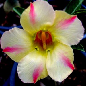 Rosa do Deserto - Adenium Obesum - Yellow Dream - 5 Sementes