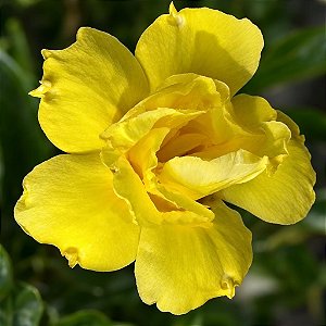 Rosa do Deserto - Adenium Obesum - Yellow Gold - 5 Sementes