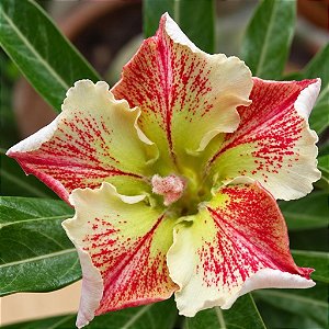 Rosa do Deserto - Adenium Obesum - Wonderful Star - 5 Sementes