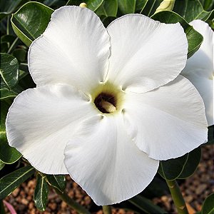 Rosa do Deserto - Adenium Obesum - White Star - 5 Sementes