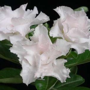 Rosa do Deserto - Adenium Obesum - White House - 5 Sementes