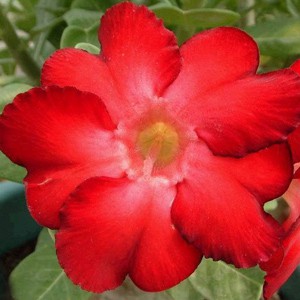 Rosa do Deserto - Adenium Obesum - Warrior - 5 Sementes