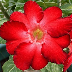 Rosa do Deserto - Adenium Obesum - Warrior - 5 Sementes