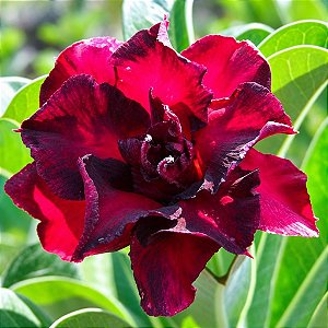 Rosa do Deserto - Adenium Obesum - Vermilion - 5 Sementes