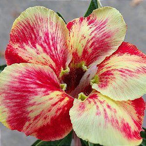 Rosa do Deserto - Adenium Obesum - Valence - 5 Sementes