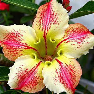 Rosa do Deserto - Adenium Obesum - Topaz - 5 Sementes