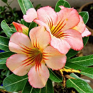 Rosa do Deserto - Adenium Obesum - Sunday - 5 Sementes
