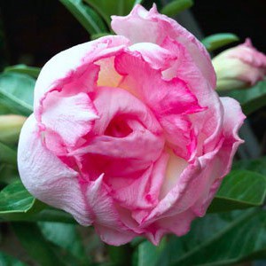 Rosa do Deserto - Adenium Obesum - Snow Lotus - 5 Sementes