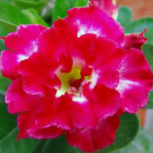 Rosa do Deserto - Adenium Obesum - Ruby - 5 Sementes