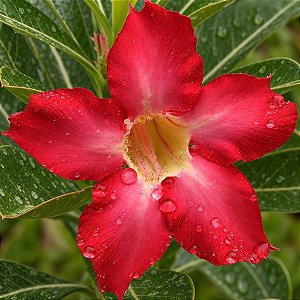 Rosa do Deserto - Adenium Obesum - Red Star - 5 Sementes