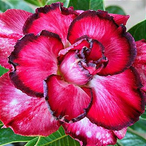 Rosa do Deserto - Adenium Obesum - Red Bow - 5 Sementes