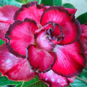 Rosa do Deserto - Adenium Obesum - Red Bow - 5 Sementes