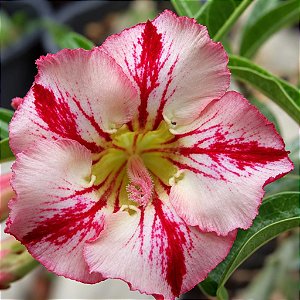 Rosa do Deserto - Adenium Obesum - Rainbow - 5 Sementes