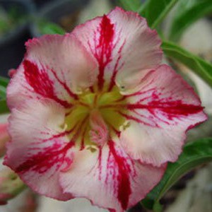Rosa do Deserto - Adenium Obesum - Rainbow - 5 Sementes