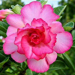 Rosa do Deserto - Adenium Obesum - Pink Lady - 5 Sementes