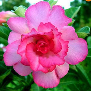 Rosa do Deserto - Adenium Obesum - Pink Lady - 5 Sementes