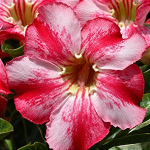 Rosa do Deserto - Adenium Obesum - Paris - 5 Sementes