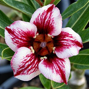 Rosa do Deserto - Adenium Obesum - Maroon Star - 5 Sementes