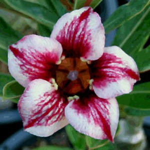 Rosa do Deserto - Adenium Obesum - Maroon Star - 5 Sementes