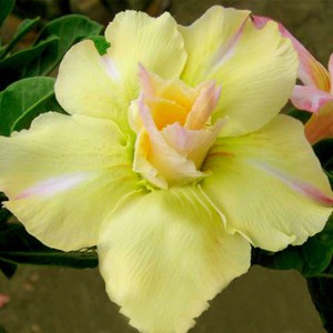 Rosa do Deserto - Adenium Obesum - Lemon Sun - 5 Sementes