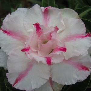 Rosa do Deserto - Adenium Obesum - Full Money Honey - 5 Sementes