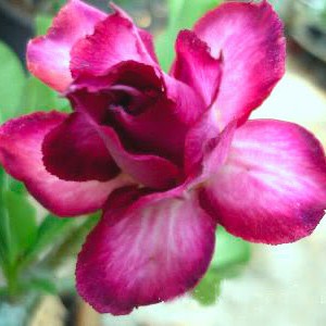 Rosa do Deserto - Adenium Obesum - Double Violet - 5 Sementes