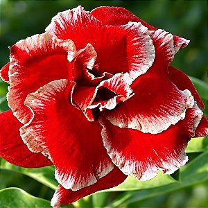Rosa do Deserto - Adenium Obesum - Double Santa - 5 Sementes