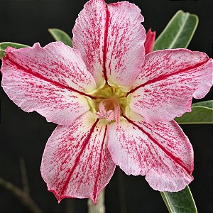 Rosa do Deserto - Adenium Obesum - DNA - 5 Sementes