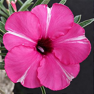Rosa do Deserto - Adenium Obesum - Diamond Ring - 5 Sementes