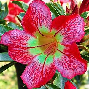 Rosa do Deserto - Adenium Obesum - Chelsea - 5 Sementes