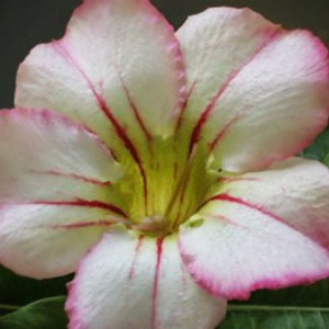 Rosa do Deserto - Adenium Obesum - Assanee - 5 Sementes