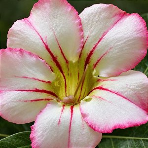 Rosa do Deserto - Adenium Obesum - Assanee - 5 Sementes