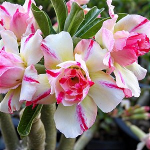 Rosa do Deserto - Adenium Obesum - Angle - 5 Sementes