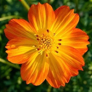 Cosmos Laranja- 10 Sementes