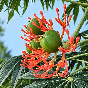 Merthiolate - Jatropha multifida - 2 Sementes