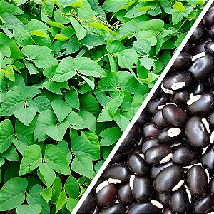 Mucuna-Preta : 5 Sementes