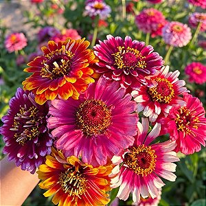Zinnia Confete: 15 Sementes (Zinia)
