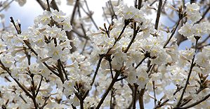 Ipê Branco - Tabebuia roseoalba: 500 Sementes