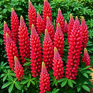 Lupino Coral: 15 Sementes