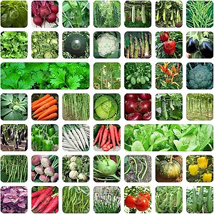 1002 Sementes de Hortaliças Melhores Para Plantar no Outono