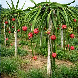 (Atacado) Pitaya (Dragon Fruit): 300 Sementes