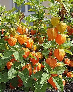 (Atacado) Physalis Fruta (Golden Berry): 300 Sementes