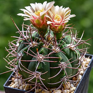Sementes de Cactos Gymnocalycium nigriareolatum - 20 Sementes