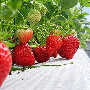 Morango Sensação - Fragaria vesca - 100 Sementes