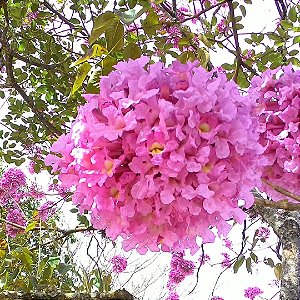 Ipê Rosa - Handroanthus avellanedae: 100 Sementes
