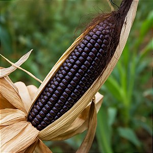 Milho Roxo Peruano (Maiz Morado) - 20 Sementes